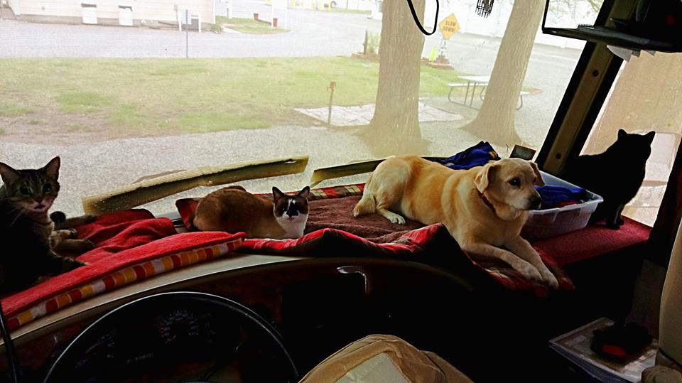 3 cats and a dog sitting on dashboard of RV motorhome--full time RVing with pets