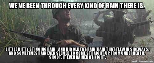 forest rain