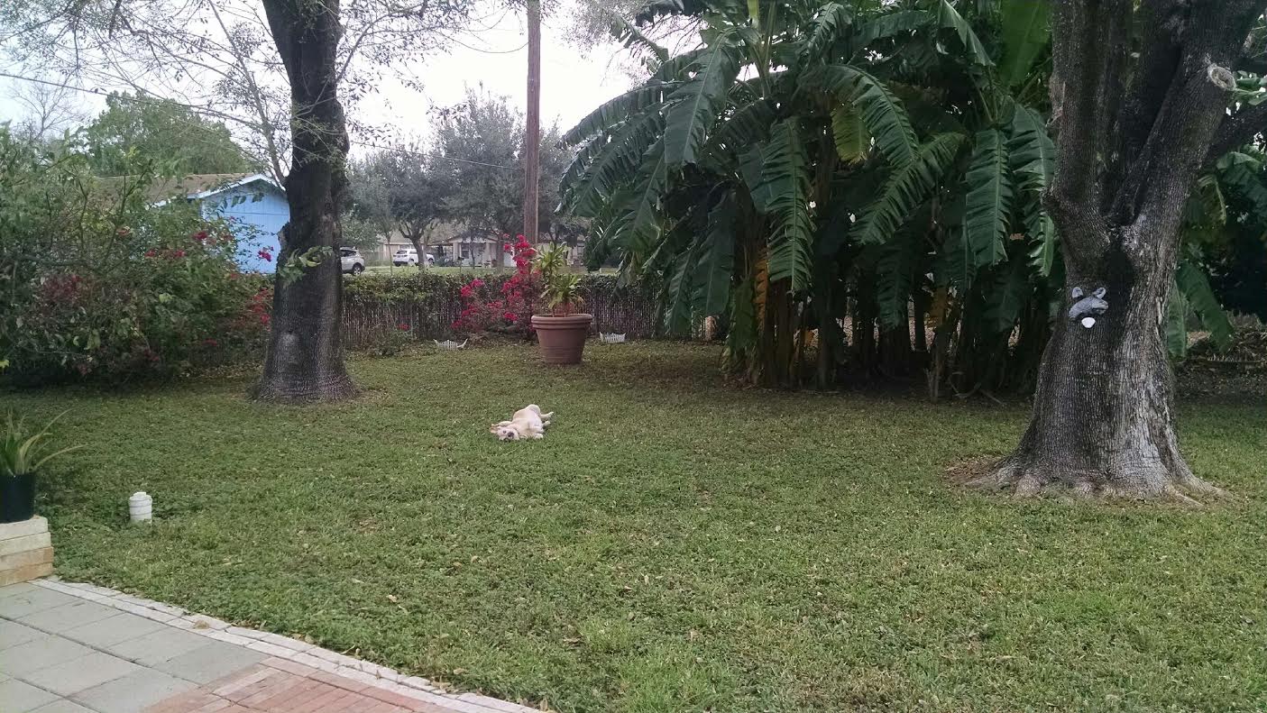 Brewy loves the backyard in Mission, TX