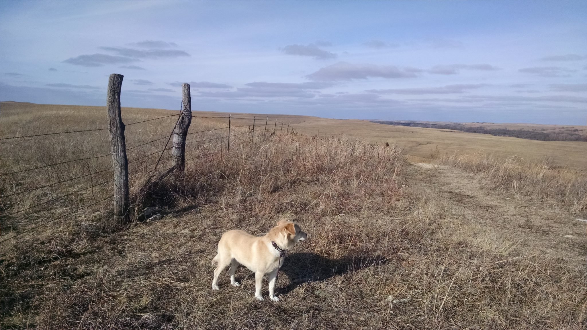 Exploring Tallgrass Prairie on the almost two mile Southwind Nature Trail.