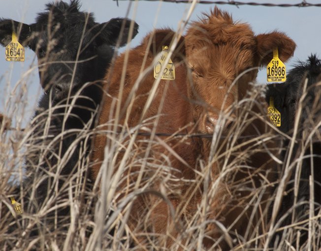 cows