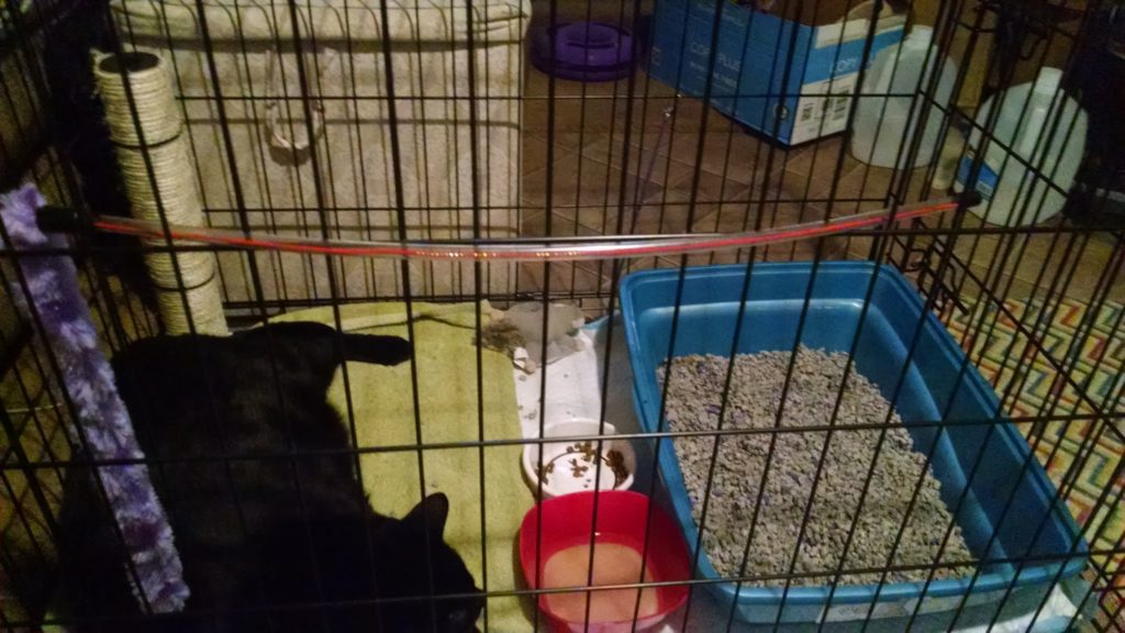 We kept Laya in a kennel while she healed. We replaced towels and litter a few times a day since her open wound would drain.