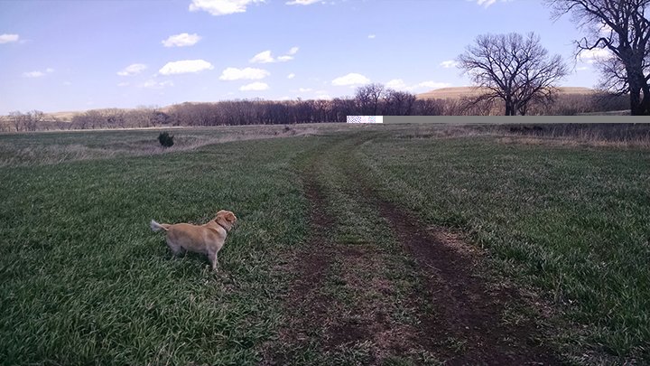 tallgrass1